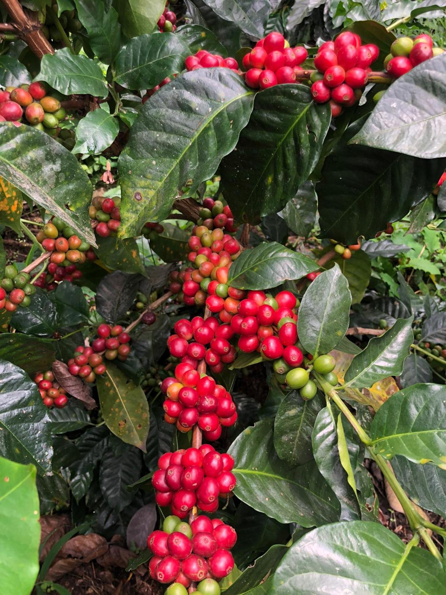 Tipo Glamping En Cafetera Con Zonas Verdes, Avistamiento De Aves, Paisaje Cafetero *