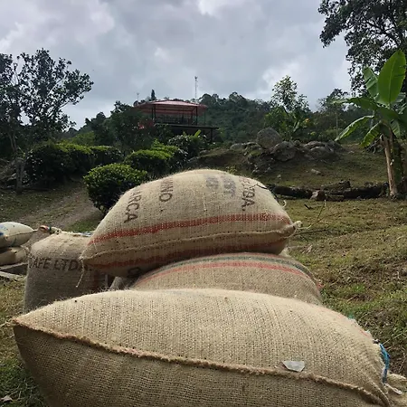 Hermosa cabaña en finca cafetera con zonas verdes, avistamiento de aves, paisaje cafetero San Francisco  Exterior foto