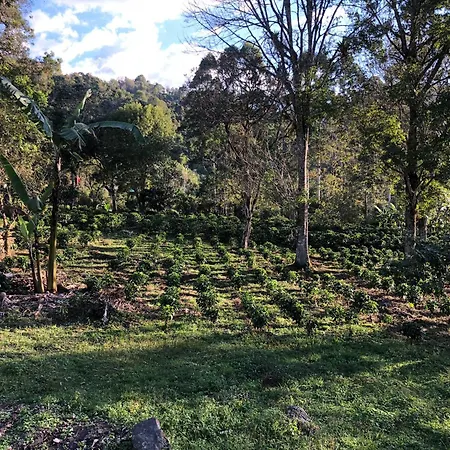 Hermosa cabaña en finca cafetera con zonas verdes, avistamiento de aves, paisaje cafetero San Francisco  Exterior foto