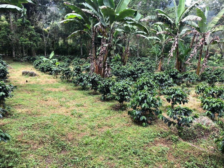 Tipo Glamping En Cafetera Con Zonas Verdes, Avistamiento De Aves, Paisaje Cafetero San Francisco (Cundinamarca)