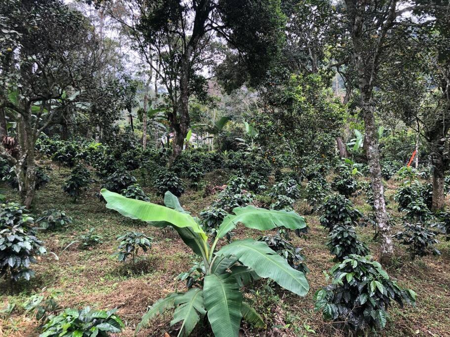 Tipo Glamping En Cafetera Con Zonas Verdes, Avistamiento De Aves, Paisaje Cafetero *