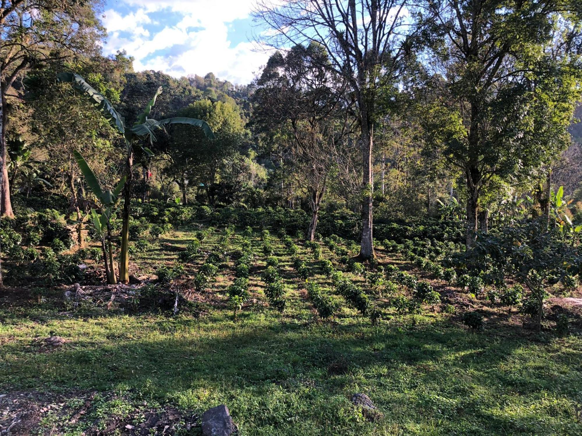Tipo Glamping En Cafetera Con Zonas Verdes, Avistamiento De Aves, Paisaje Cafetero